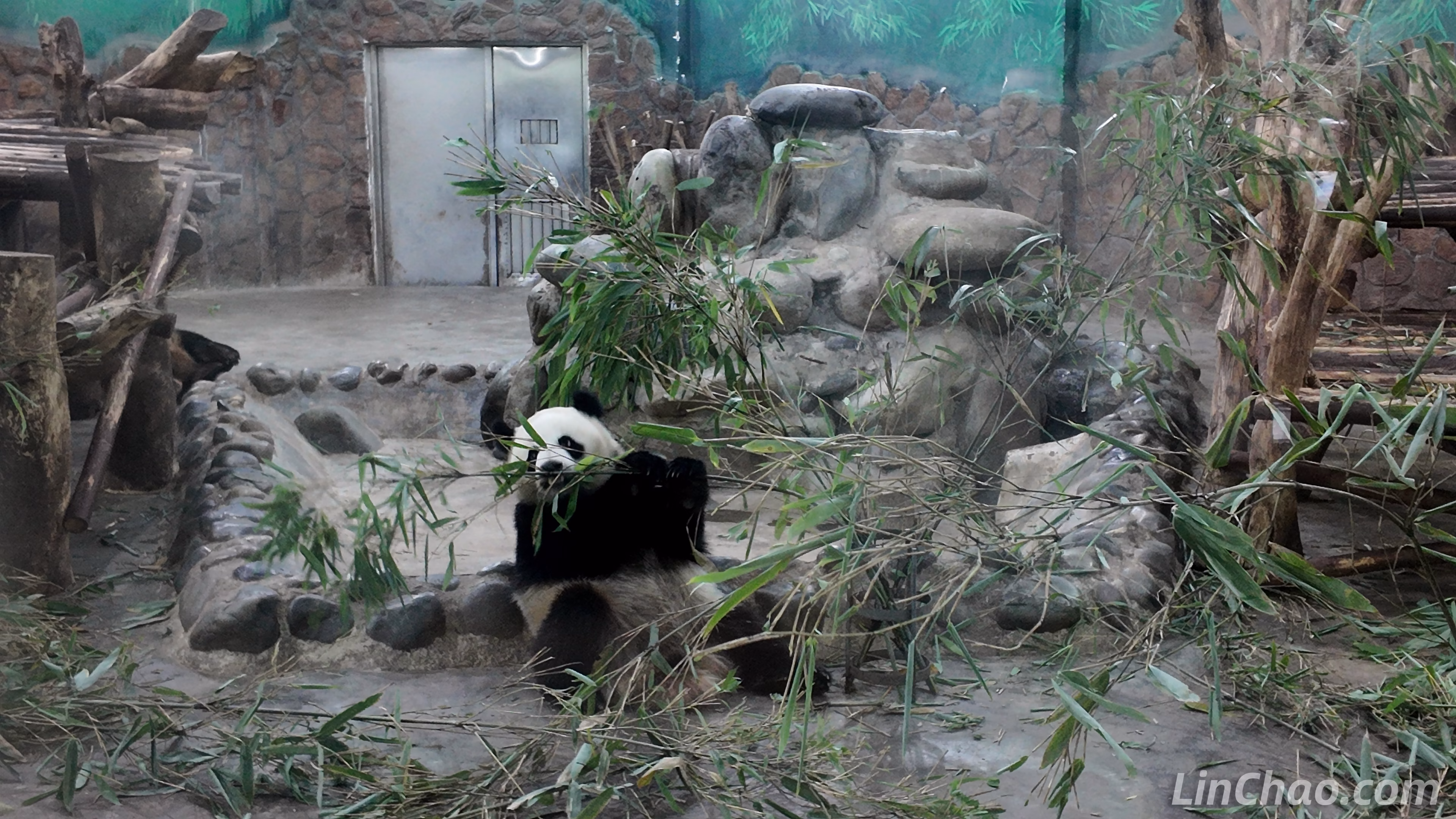 成都大熊猫繁育研究基地