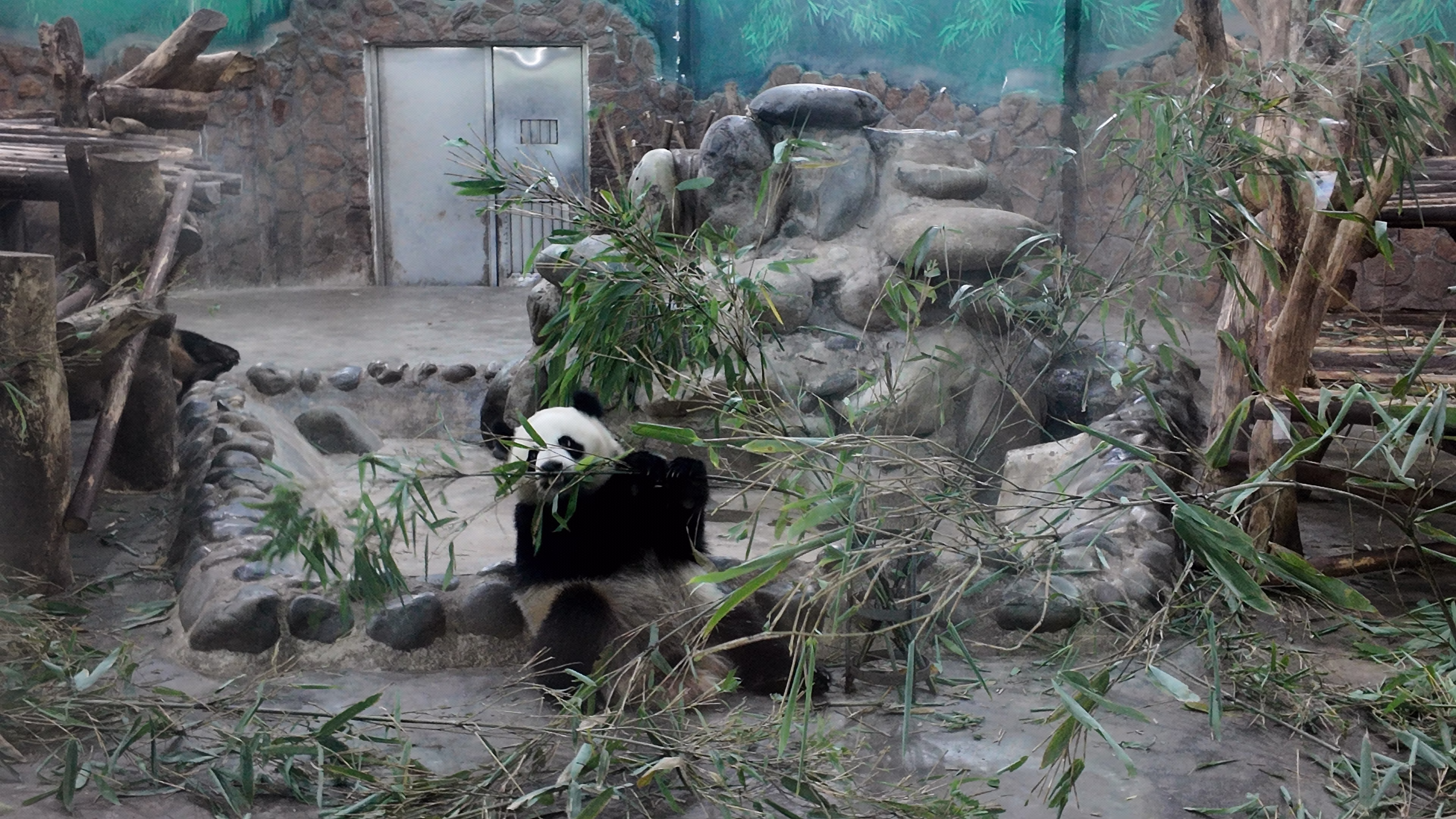 成都大熊猫繁育研究基地